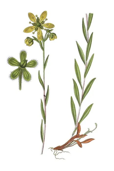 Framed Print : Yellow marsh saxifrage (Saxifraga hirculus)