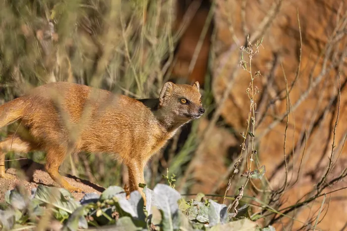 Framed Print : One yellow mongoose, Cynictis penicillata