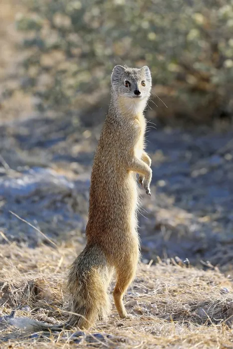 Framed Print : Yellow mongoose (Cynictis penicillata)