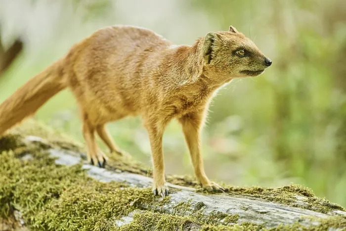 Framed Print : Yellow mongoose (Cynictis penicillata) standing on the ground Framed Print : Yellow mongoose (Cynictis penicillata) standing on the ground