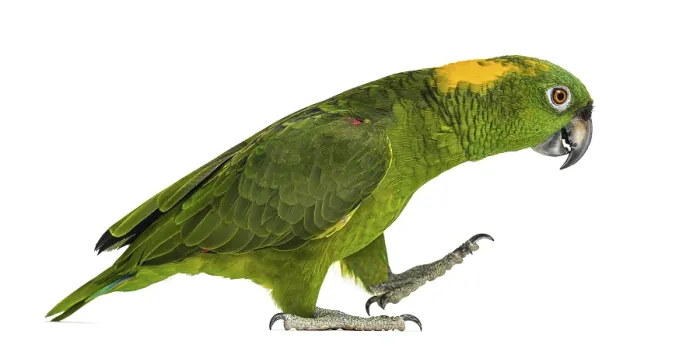 Framed Print : Yellow-naped parrot (6 years old) walking Framed Print : Yellow-naped parrot (6 years old) walking