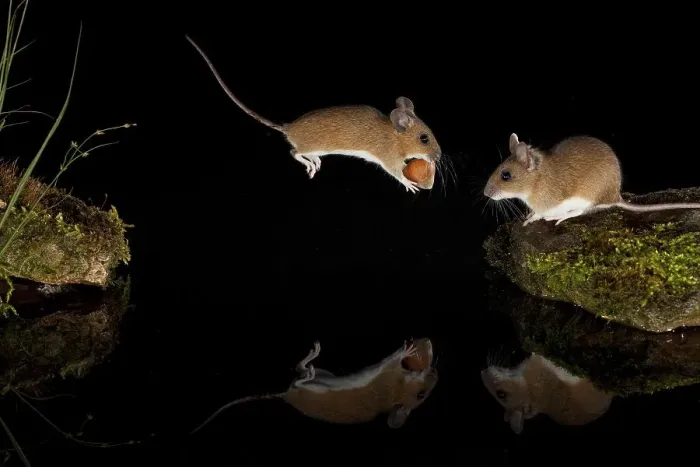 Framed Print : Yellow-necked mouse (Apodemus flavicollis) jumps over water surface with hazelnut between front paws Framed Print : Yellow-necked mouse (Apodemus flavicollis) jumps over water surface with hazelnut between front paws