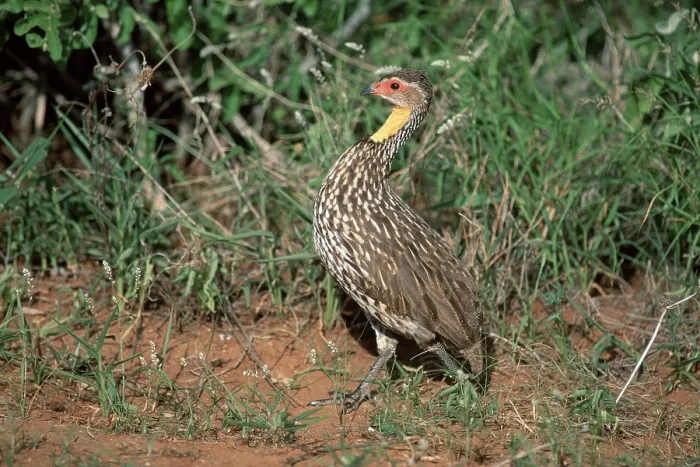 Framed Print : Yellow-necked Spurfowl (Francolinus leucoscepus) Framed Print : Yellow-necked Spurfowl (Francolinus leucoscepus)
