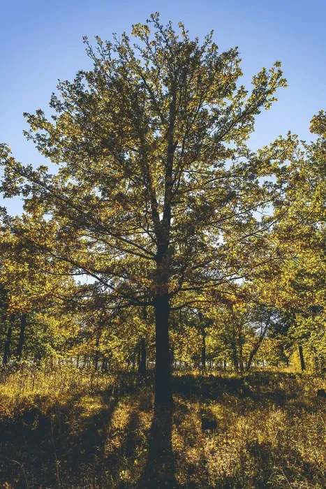 Framed Print : Yellow oak tree in autumn forest with back light Framed Print : Yellow oak tree in autumn forest with back light