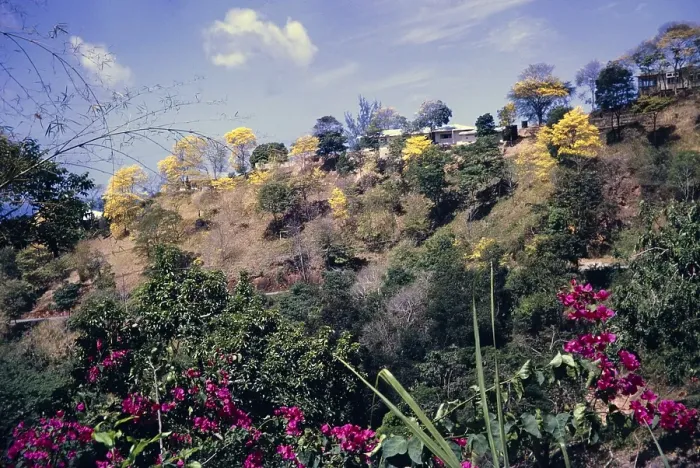 Framed Print : Yellow Poui trees flowering, Handroanthus chrysanthus, on Poui Hill, Port of Spain, Trinidad 1962