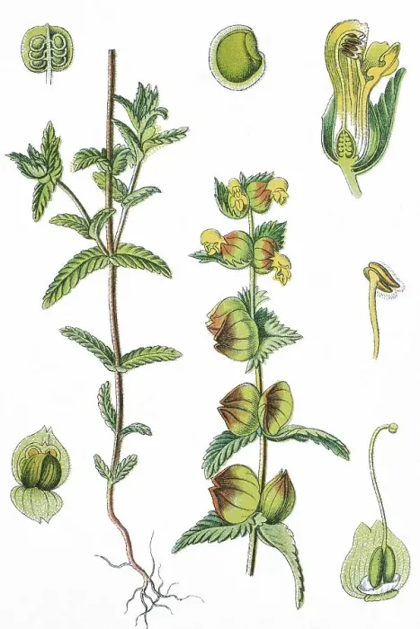 Framed Print : Yellow rattle or Cockscomb (Rhinanthus minor) Framed Print : Yellow rattle or Cockscomb (Rhinanthus minor)