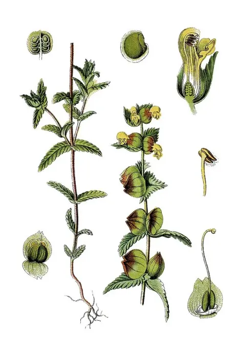 Framed Print : Yellow Rattle (Rhinanthus minor)