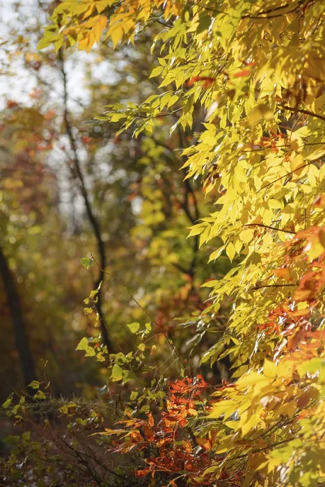 Framed Print : Yellow and red Rowan leaves in the autumn forest