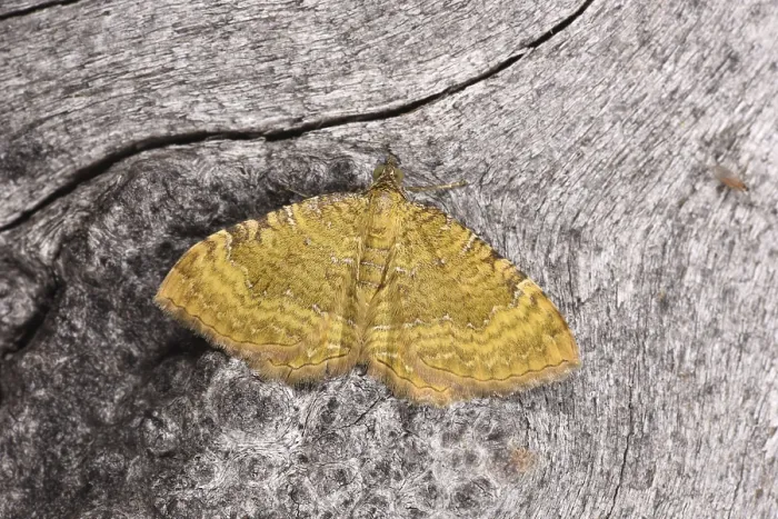 Framed Print : Yellow Shell Moth (Camptogramma bilineata) Framed Print : Yellow Shell Moth (Camptogramma bilineata)