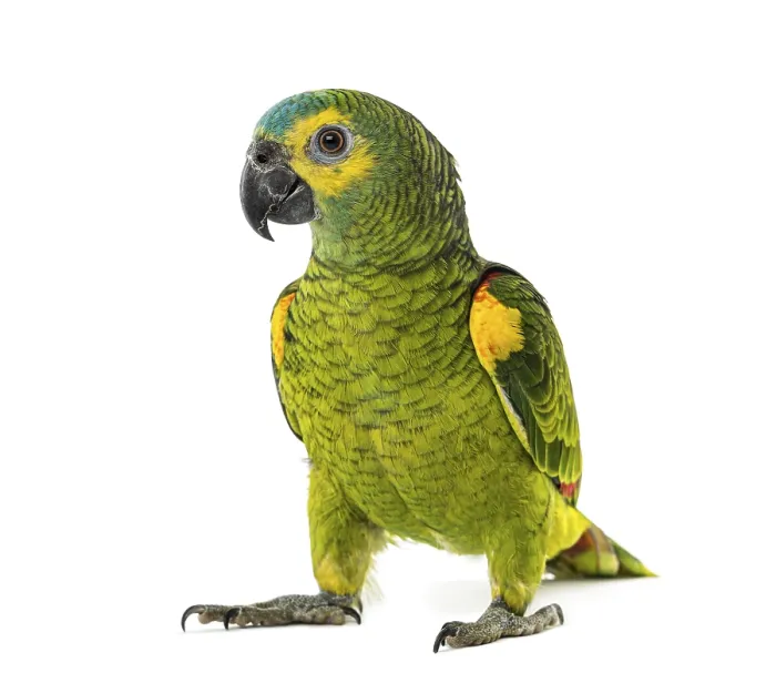 Framed Print : Yellow-shouldered amazon, Amazona barbadensis