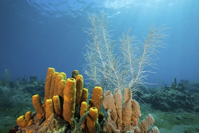Framed Print : Yellow sponges on the reef, Aplysina fistularis