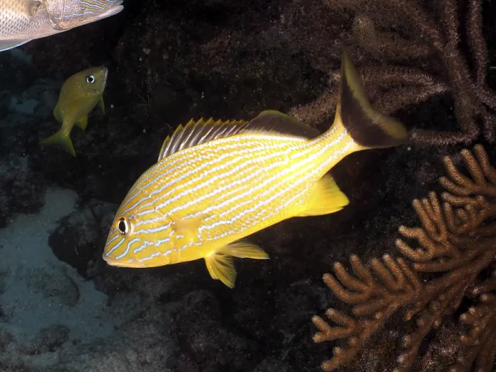 Framed Print : Yellow striped fish, bluestriped grunt (Haemulon sciurus)