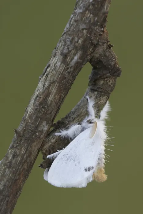 Framed Print : Yellow-tail Moth (Euproctis similis)