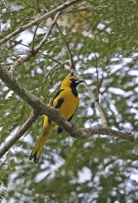 Framed Print : Yellow-tailed Oriole (Icterus mesomelas carrikeri)