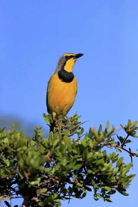 Framed Print : Yellow-throated Longclaw (Macronyx croceus)