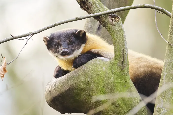 Framed Print : Yellow-throated marten (Martes flavigula) on a branch