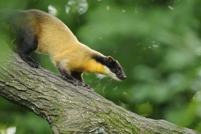 Framed Print : Yellow-throated marten (Martes flavigula) in a forest Framed Print : Yellow-throated marten (Martes flavigula) in a forest