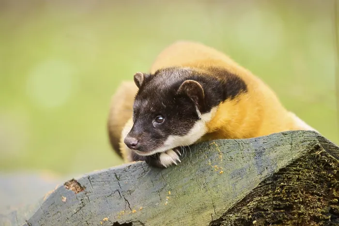 Framed Print : Yellow-throated marten (Martes flavigula) on an old tree trunk