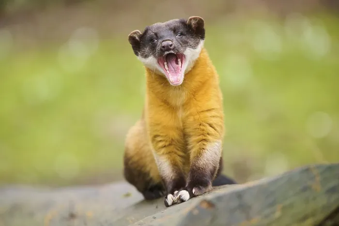 Framed Print : Yellow-throated marten (Martes flavigula) on an old tree trunk