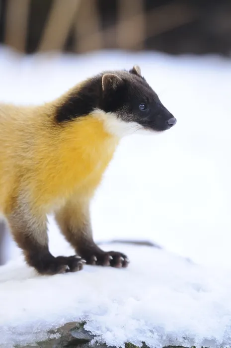 Framed Print : Yellow-throated Marten (Martes flavigula) in the snow