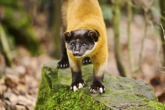 Framed Print : Yellow-throated marten (Martes flavigula)on a rock