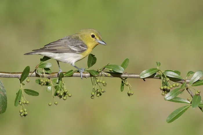 Framed Print : Yellow-throated Vireo (Vireo flavifrons) perched on a branch