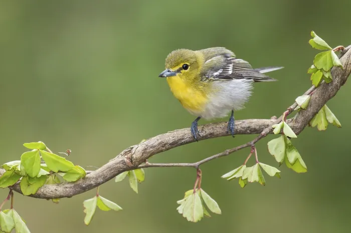 Framed Print : Yellow-throated Vireo (Vireo flavifrons) perched on a branch