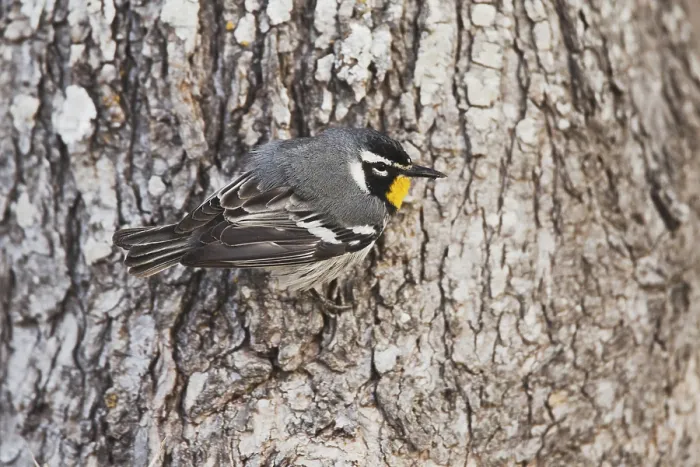 Framed Print : Yellow-throated Warbler (Dendroica dominica)
