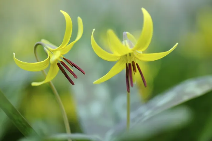Framed Print : Yellow trout lily (Erythronium americanum) Framed Print : Yellow trout lily (Erythronium americanum)