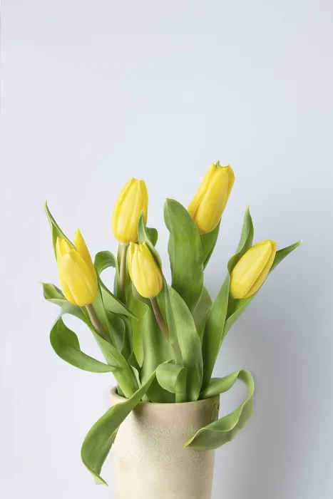 Framed Print : Yellow tulips in a clay vase on a white background Framed Print : Yellow tulips in a clay vase on a white background