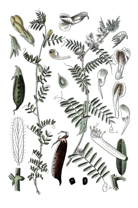 Framed Print : Yellow vetch (Vicia lutea) on the left Framed Print : Yellow vetch (Vicia lutea) on the left