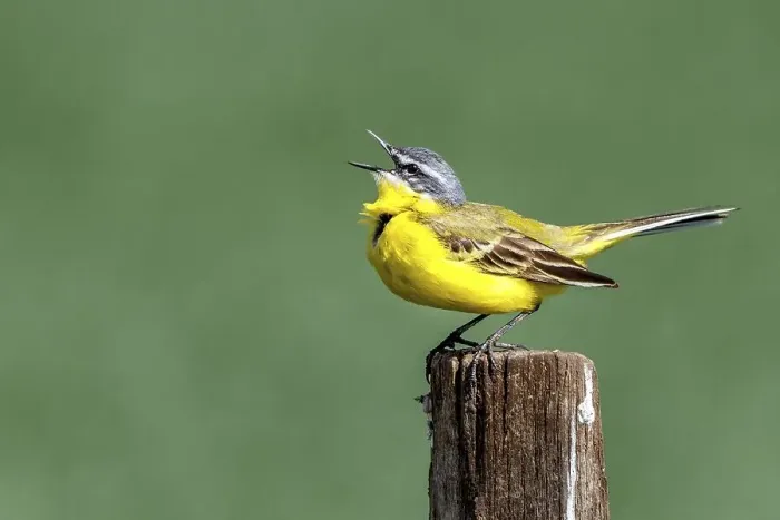 Framed Print : Yellow wagtail (Motacilla flava)