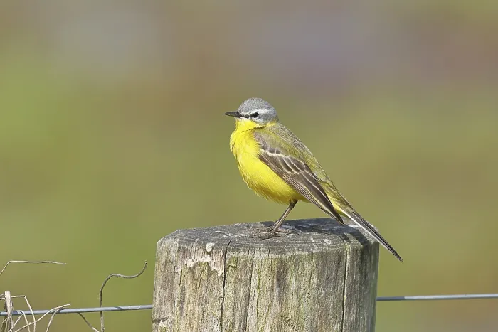 Framed Print : Yellow wagtail (Motacilla flava) Framed Print : Yellow wagtail (Motacilla flava)