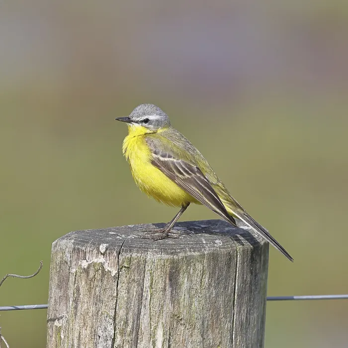 Framed Print : Yellow wagtail (Motacilla flava) Framed Print : Yellow wagtail (Motacilla flava)