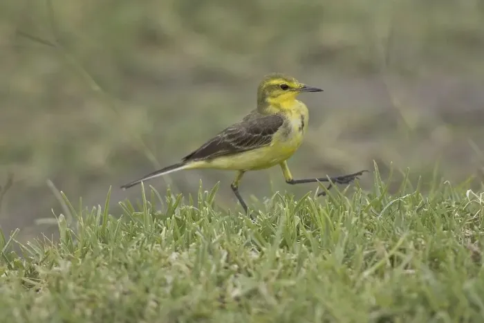 Framed Print : Yellow Wagtail (Motacilla flava), walking