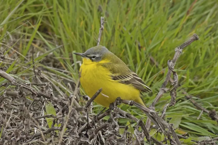 Framed Print : Yellow wagtail sitting on undergrowth looking left in front of green grass