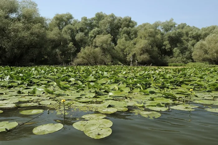 Framed Print : Yellow water-lilies (Nuphar lutea) Framed Print : Yellow water-lilies (Nuphar lutea)