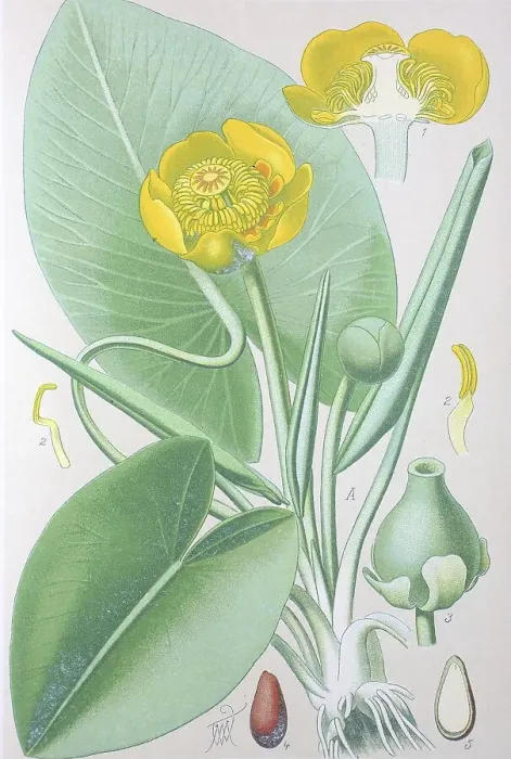 Framed Print : Yellow water-lily (Nuphar lutea)