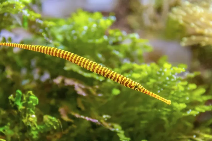 Framed Print : Yellowbanded pipefish in natural underwater ambiance