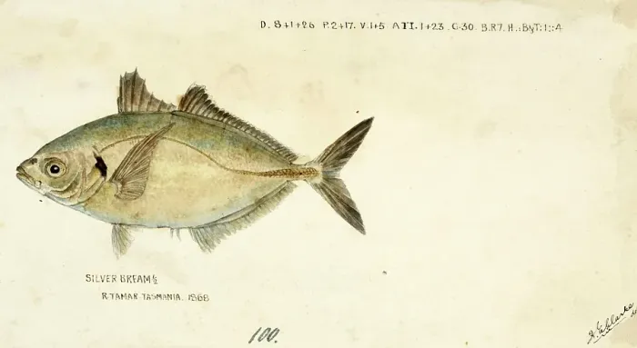 Framed Print : Yellowfin trevally, Pseudocaranx dentex, White trevally, fish, reproduction of an original, by Frank Edward Clarke (b. 1849, d. 1899), ichthyologist and scientific draughtsman Framed Print : Yellowfin trevally, Pseudocaranx dentex, White trevally, fish, reproduction of an original, by Frank Edward Clarke (b. 1849, d. 1899), ichthyologist and scientific draughtsman