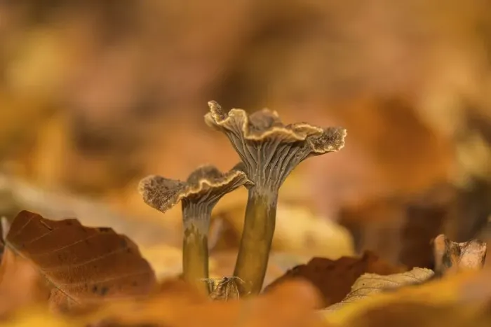Framed Print : Yellowfoot (Craterellus tubaeformis)