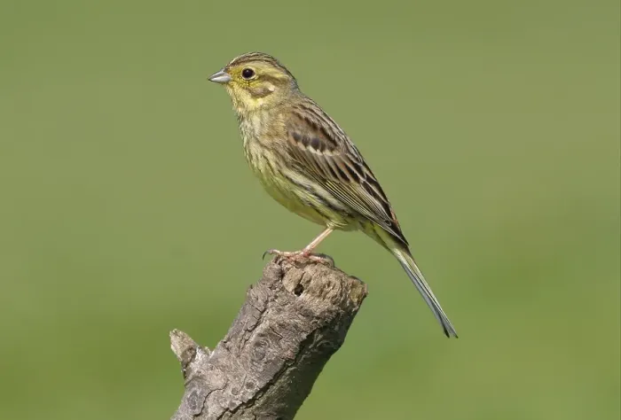 Framed Print : Yellowhammer (Emberiza citrinella)