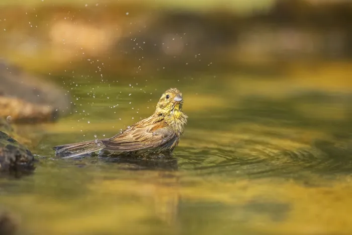 Framed Print : Yellowhammer (Emberiza citrinella) bathing in a water pool Framed Print : Yellowhammer (Emberiza citrinella) bathing in a water pool