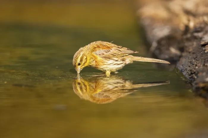 Framed Print : Yellowhammer (Emberiza citrinella) drinking at a water pool Framed Print : Yellowhammer (Emberiza citrinella) drinking at a water pool
