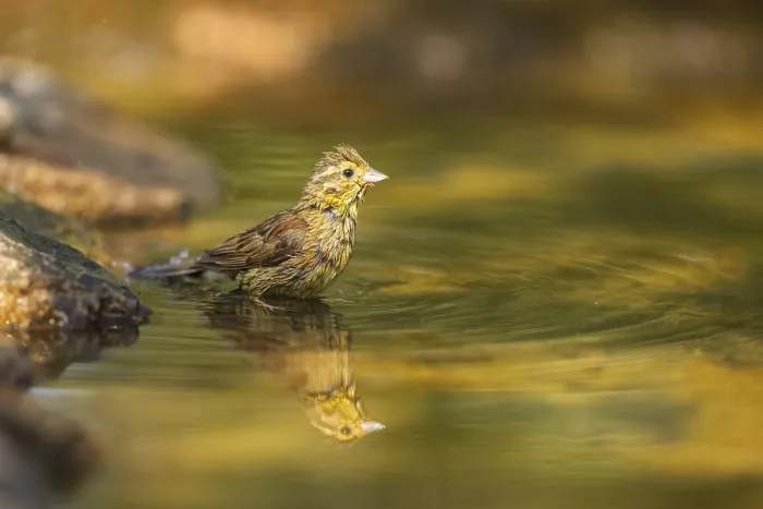 Framed Print : Yellowhammer (Emberiza citrinella) at a water pool