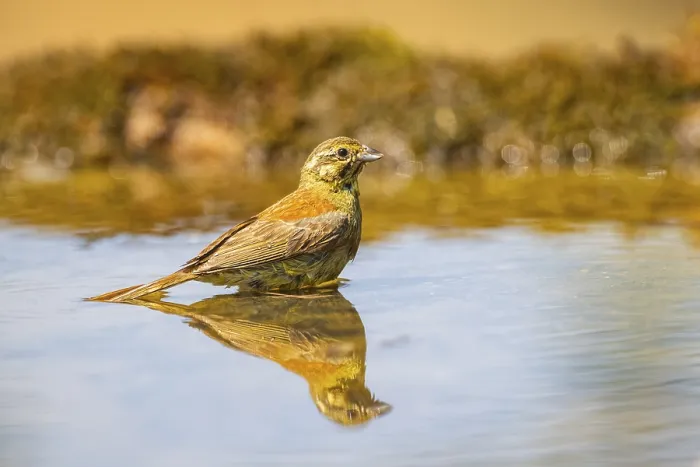 Framed Print : Yellowhammer (Emberiza citrinella) at a water pool Framed Print : Yellowhammer (Emberiza citrinella) at a water pool