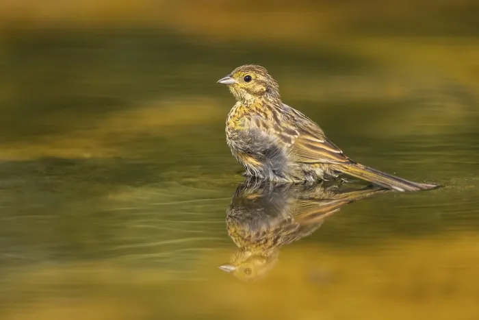 Framed Print : Yellowhammer (Emberiza citrinella) at a water pool Framed Print : Yellowhammer (Emberiza citrinella) at a water pool