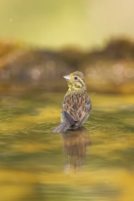 Framed Print : Yellowhammer (Emberiza citrinella) at a water pool Framed Print : Yellowhammer (Emberiza citrinella) at a water pool