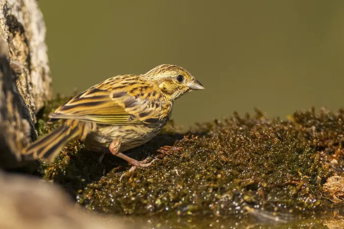 Framed Print : Yellowhammer (Emberiza citrinella) at a water pool