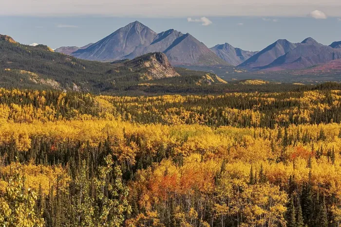 Framed Print : Yellowish coloured aspens in autumn in front of mountains Framed Print : Yellowish coloured aspens in autumn in front of mountains